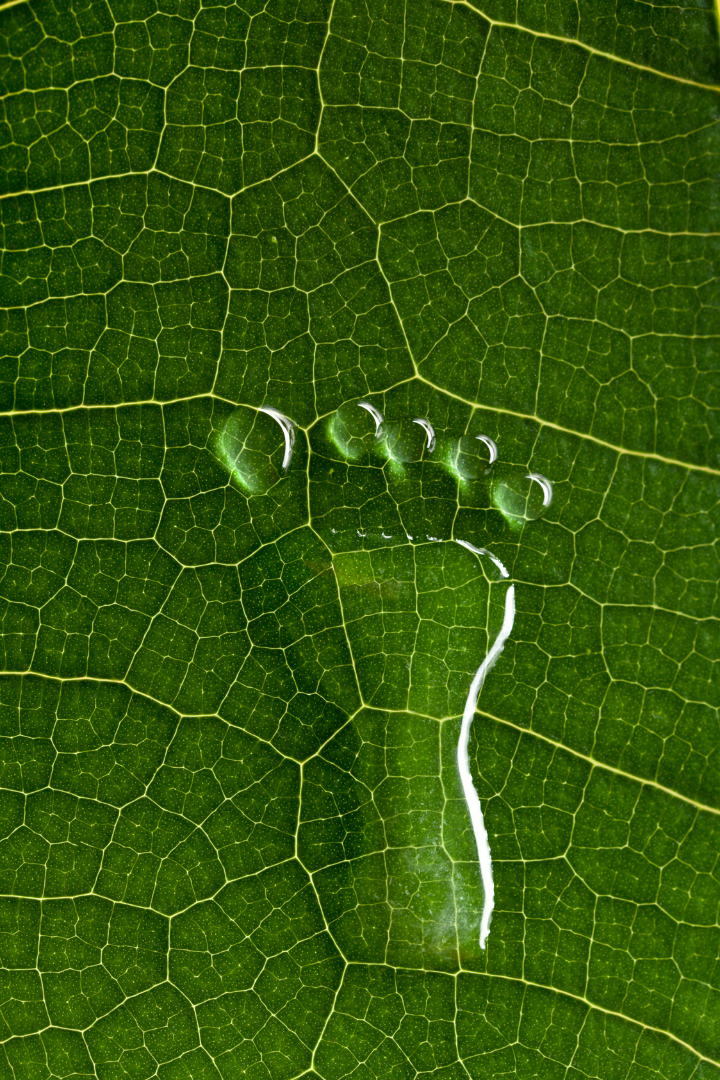 Team Auditing Carbon Footprint